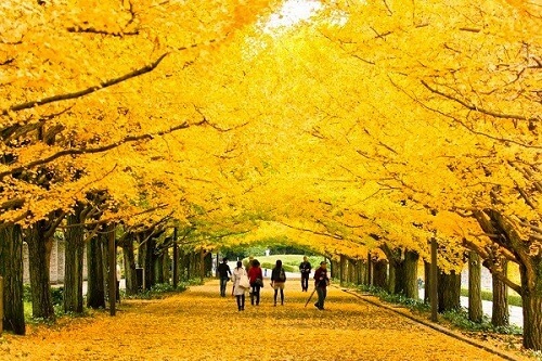 cây rẻ quạt- biểu tượng của Tokyo