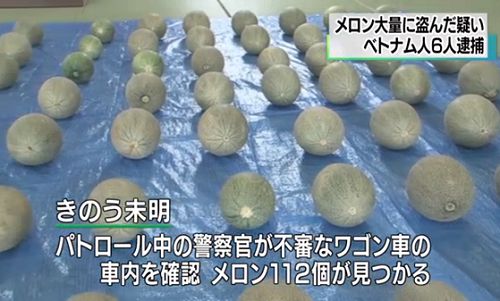 6 người việt nam bi bắt tại Chiba vì ăn trộm dưa lưới