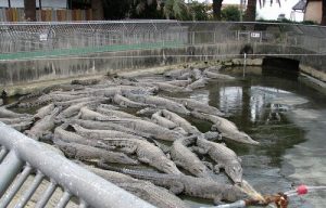 Oniyama Jigoku - Hỏa diệm sơn ở Nhật Bản