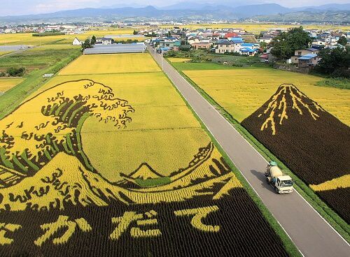 Tanbo Nhật Bản - Nghệ thuật trên cánh đồng lúa ở Nhật