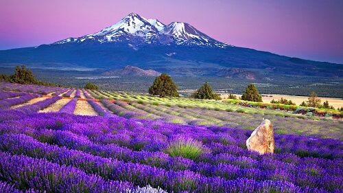 Ngắm hoa oải hương ở Nhật Bản (Lavender)