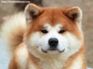 Giống chó nổi tiếng ở Akita Nhật Bản