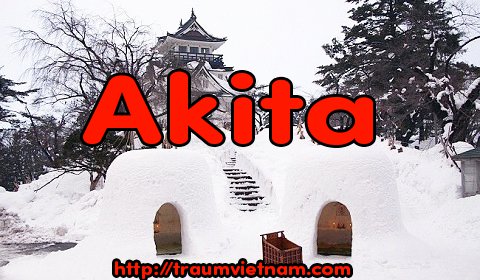 Tỉnh Akita Nhật Bản - Quốc Khuyển của xứ Phù Tang