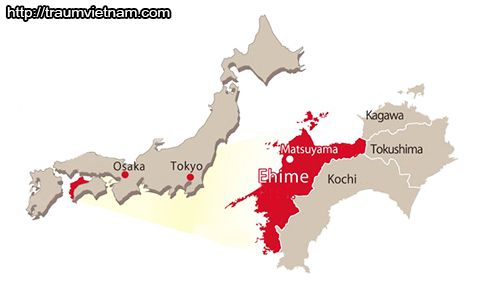 Vị trí địa lý của tỉnh Ehime Nhật Bản